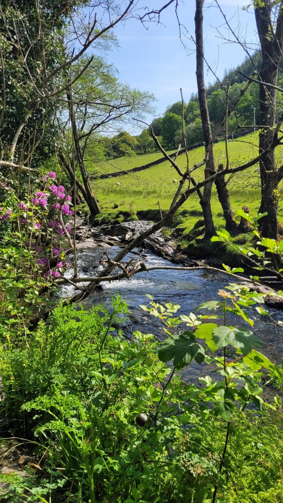The Granary Corris On The Edge Of The Dyfi Forest Exteriör bild